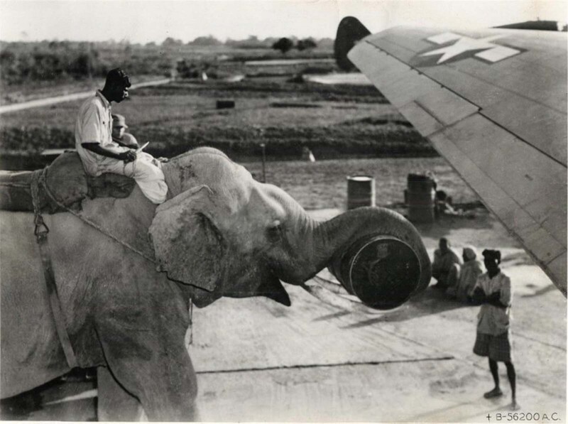 Слон-помощник перемещает бочку с топливом на американский самолет в Индии
