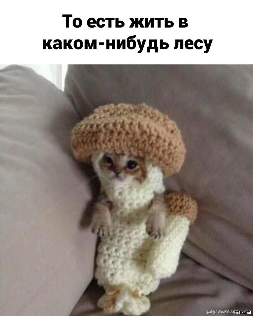 Кот в костюме гриба