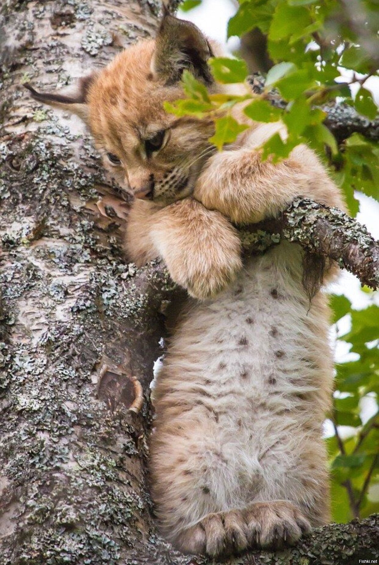 Рысь на дереве. Котенок на дереве. Коты на деревьях.