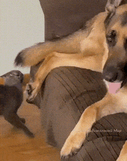 Это собака совсем обнаглела