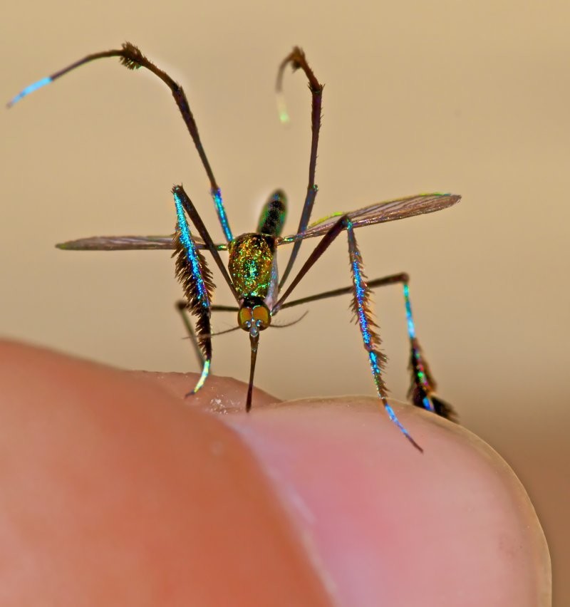 В современном мире насчитывается около 3600 видов комаров, относящихся к 38 родам