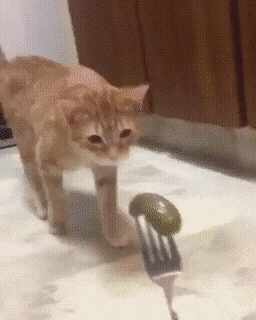 Кошачьи гифки Кошачьи гифки