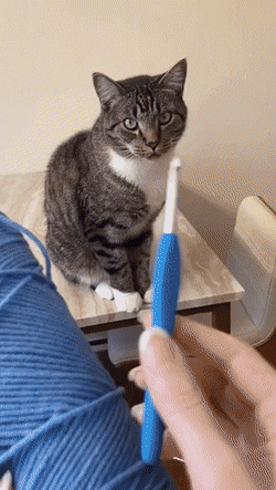 Кошачьи гифки Кошачьи гифки