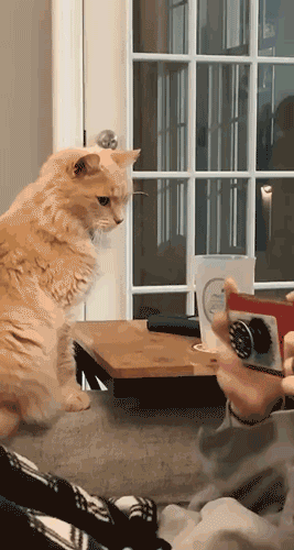 Кошачьи гифки Кошачьи гифки