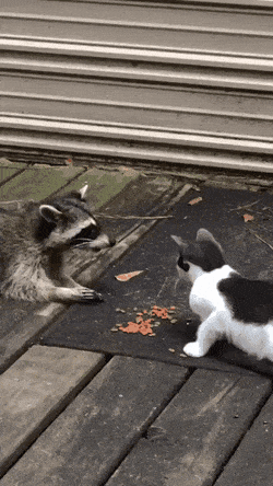 Кошачьи гифки Кошачьи гифки