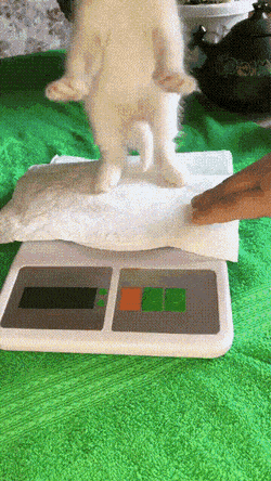 Кошачьи гифки Кошачьи гифки