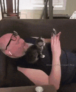 Кошачьи гифки Кошачьи гифки