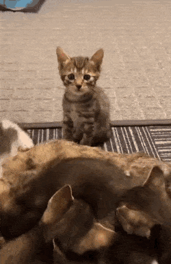 Кошачьи гифки Кошачьи гифки