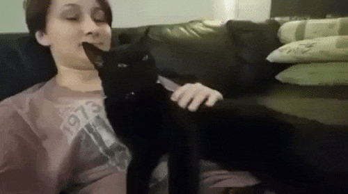 Кошачьи гифки Кошачьи гифки