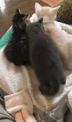 Кошачьи гифки Кошачьи гифки