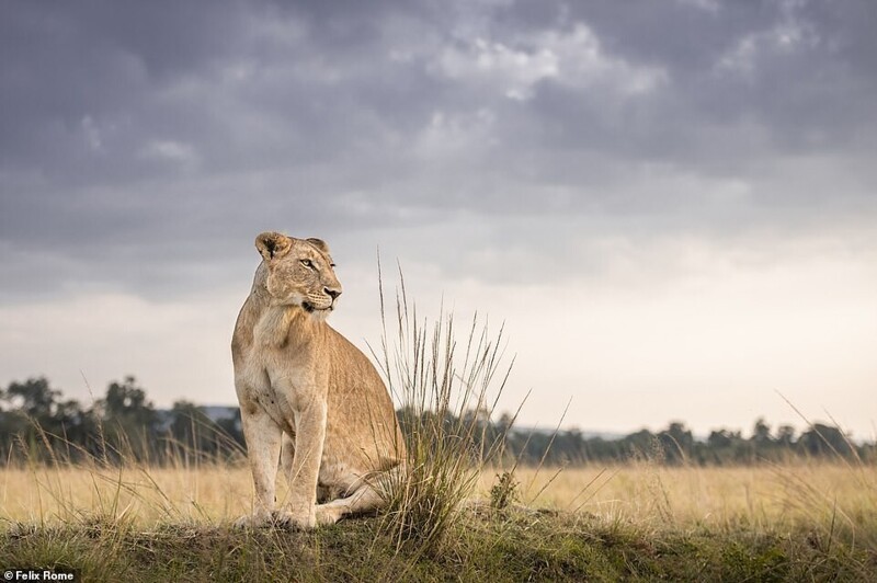 Фотограф застрял в Кении из-за пандемии, и делает удивительные фото животных