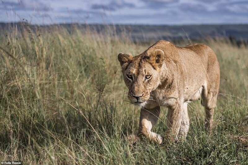 Фотограф застрял в Кении из-за пандемии, и делает удивительные фото животных