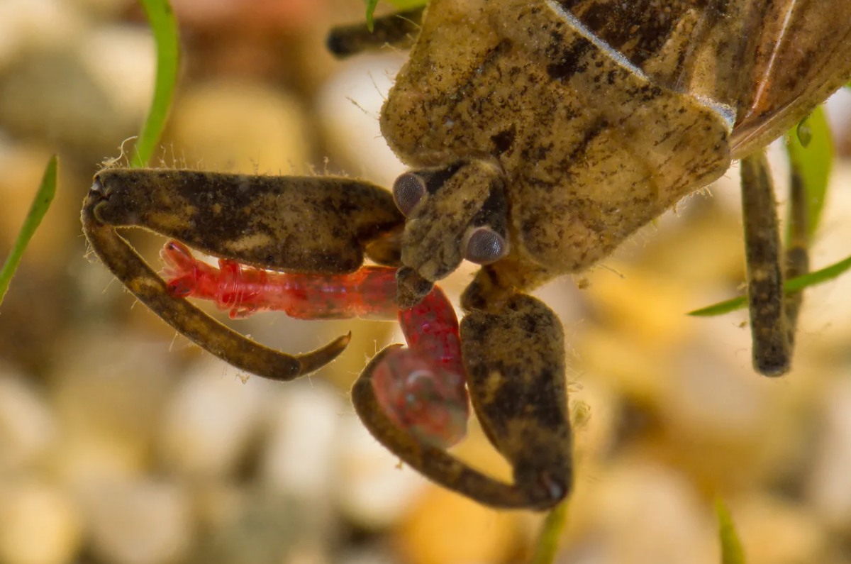 Водяной скорпион: Опасный житель наших водоёмов. 