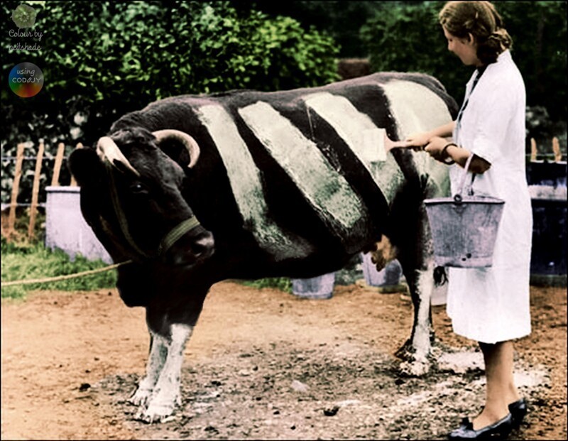 Фермер(ша) красит корову , чтобы случайно не стала жертвой наезда автомобиля, Великобритания, 1939 год