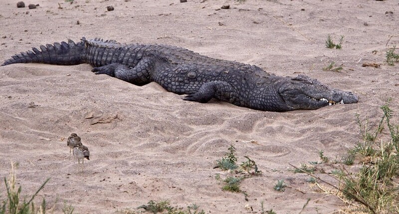Водяная авдотка: «Невозможный» союз птиц и крокодилов. Они защищают яйца друг друга от хищников