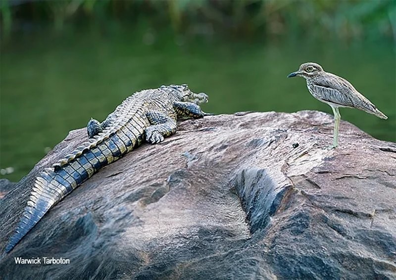 Водяная авдотка: «Невозможный» союз птиц и крокодилов. Они защищают яйца друг друга от хищников