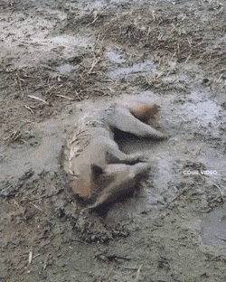 Грязевые ванны