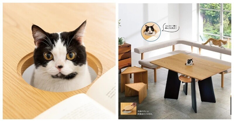 Пообедать с питомцем: в Японии придумали стол с отверстием для кота
