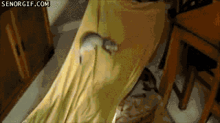 Подборка позитива в прикольных картинках и забавных фотках с нашими любимыми животными