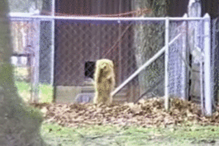 Подборка позитива в прикольных картинках и забавных фотках с нашими любимыми животными