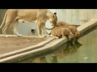 Подборка позитива в прикольных картинках и забавных фотках с нашими любимыми животными