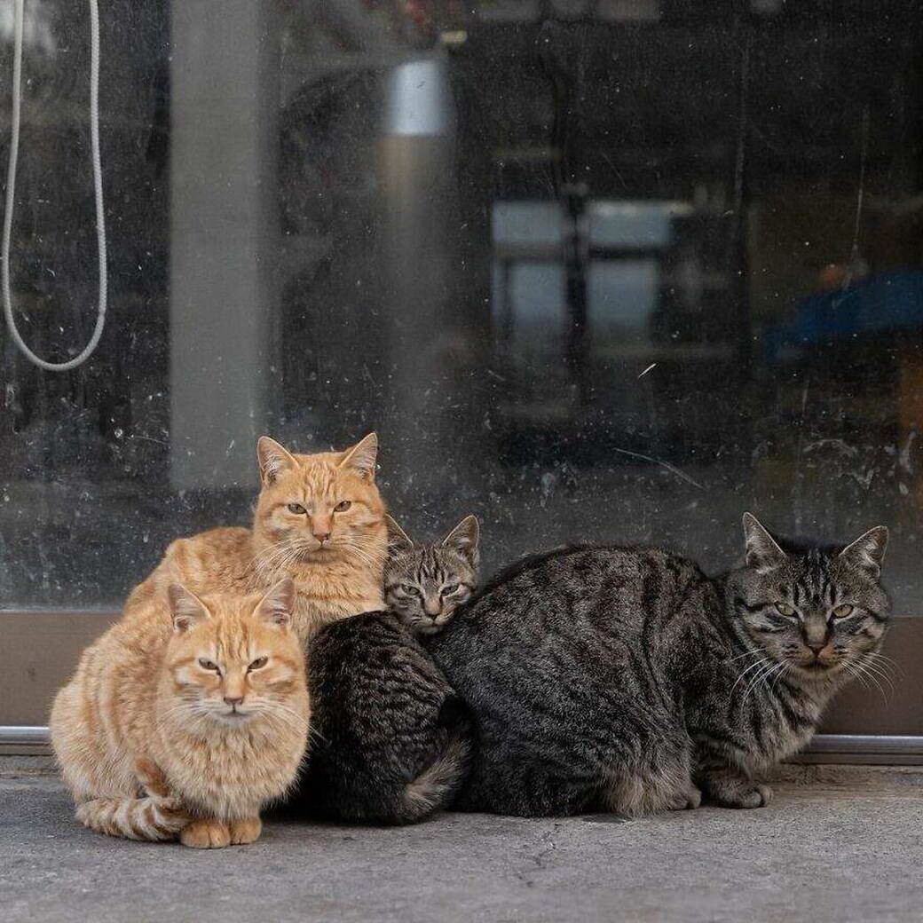 Семья котиков