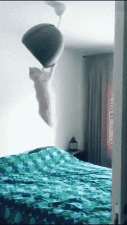 Сейчас влетит от хозяйки