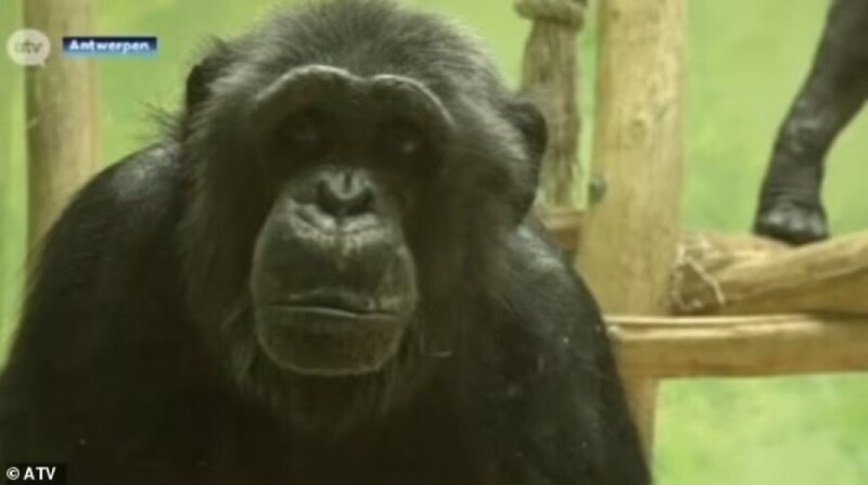 Женщине запретили посещать шимпанзе в зоопарке из-за "слишком крепкой дружбы"