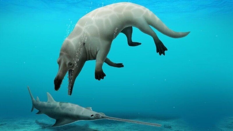 Археологи показали, как выглядел четырёхлапый кит, живший миллионы лет назад