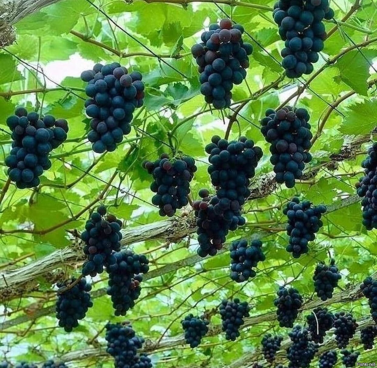 Тавроси виноград