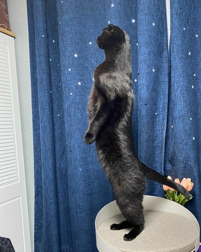 Чёрный котяра стал знаменитостью Инстаграма - и смешит тысячи людей