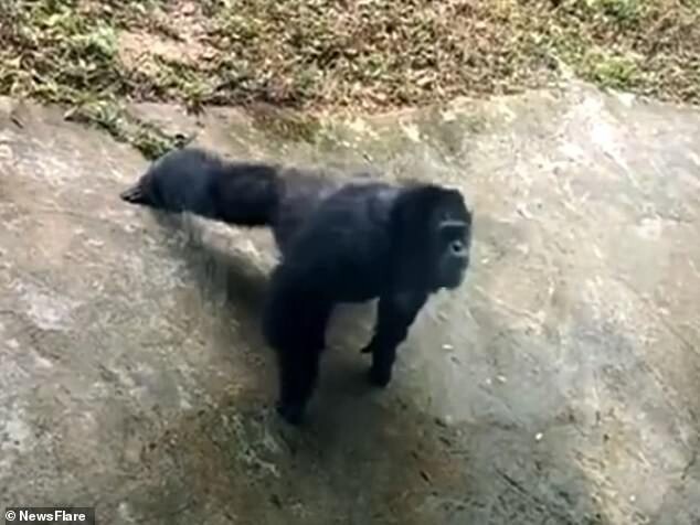 В китайском зоопарке шимпанзе отжималась вместе с посетителем