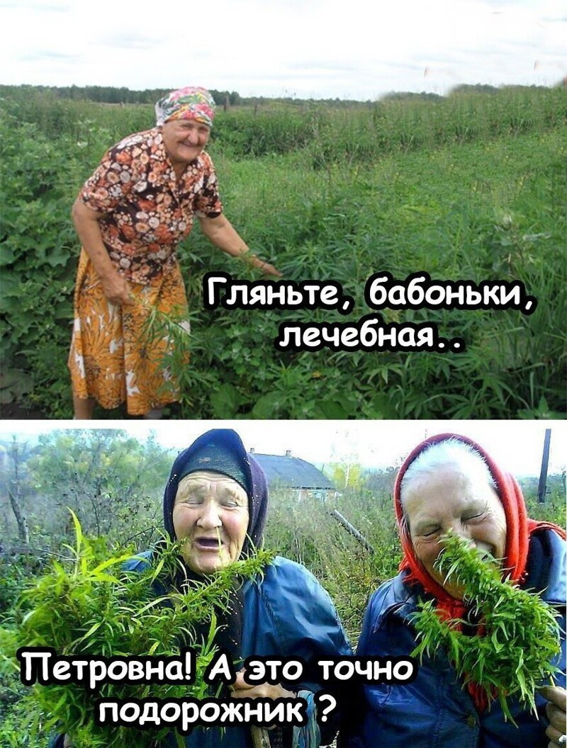 Весёлые картинки