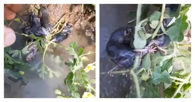 Мужчина нашёл редчайшего живого «крысиного короля»