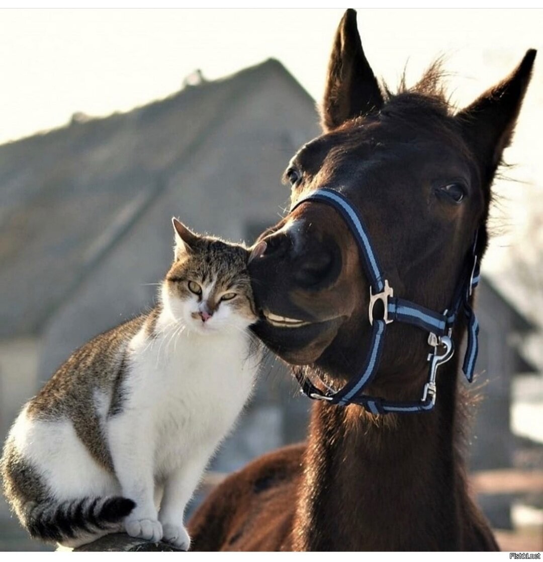 Лошадь и кот