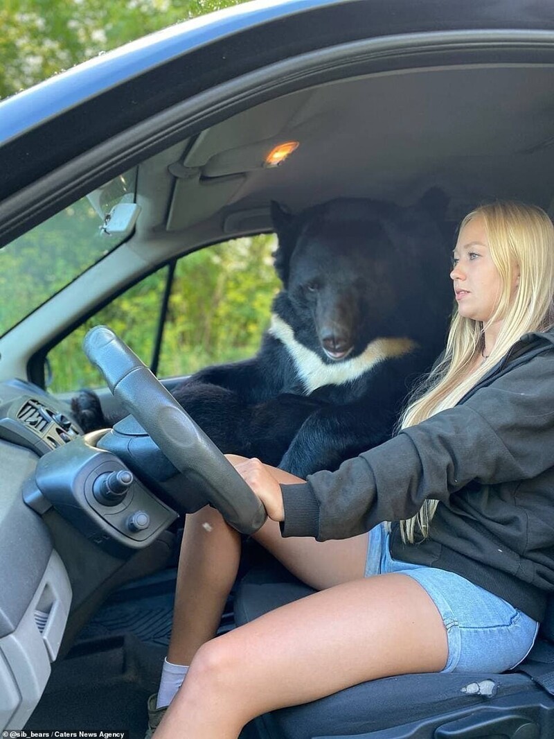 Модель из Новосибирска прокатила медведя на переднем сиденье
