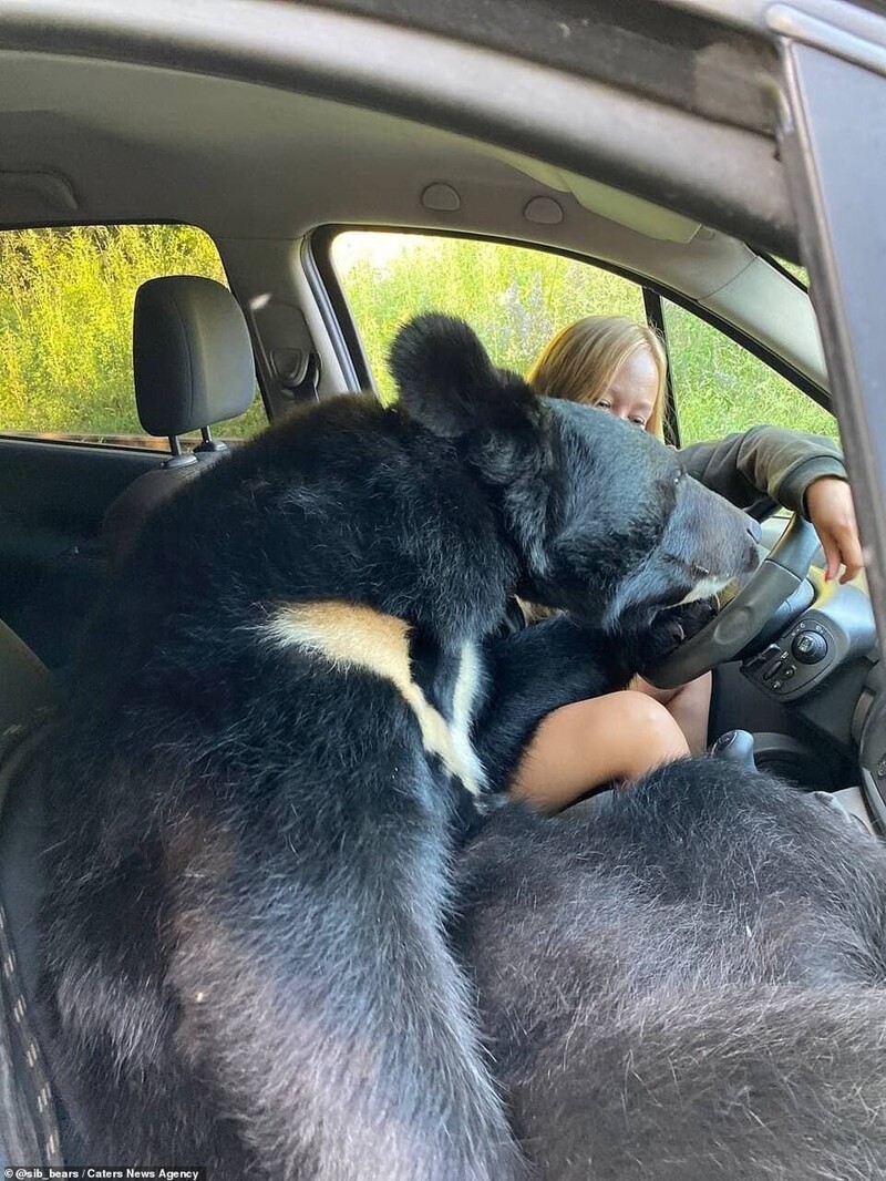 Модель из Новосибирска прокатила медведя на переднем сиденье