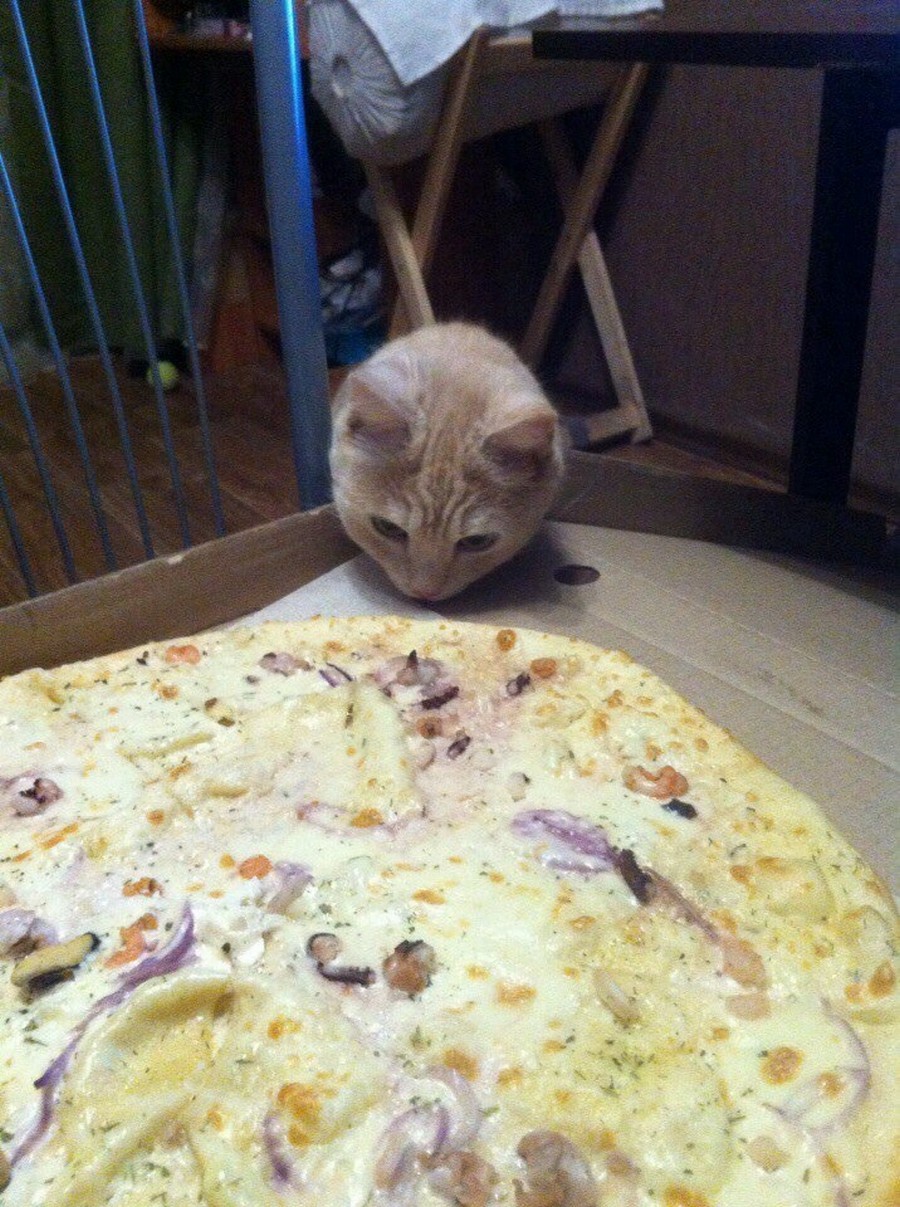 Украл пиццу. Кот и пицца. Кошка и пицца. Котик с пиццей. Кот ворует пиццу.