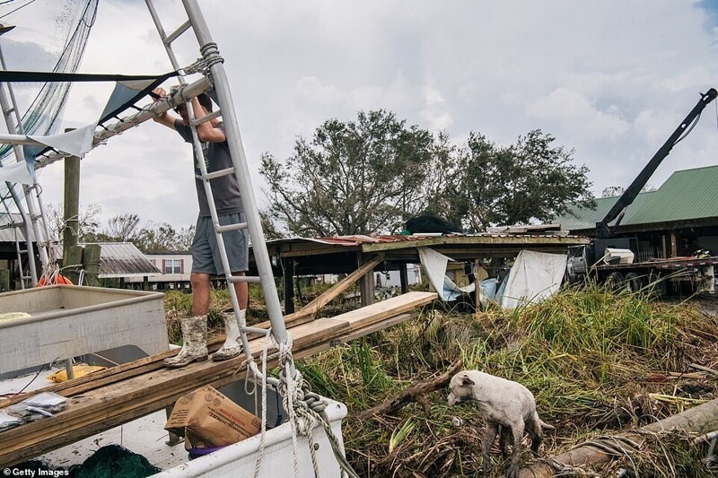 Ураган "Ида" в США: корова на дереве и затопленные улицы 