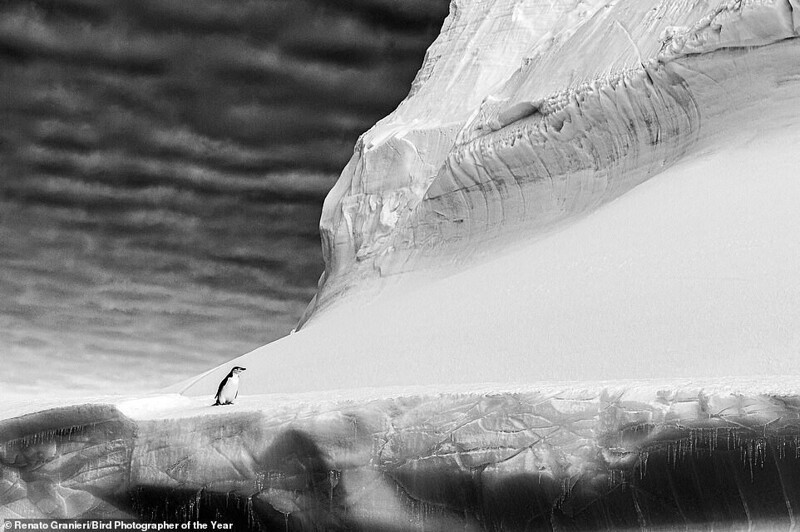 Антарктический пингвин. Фотограф Renato Granieri