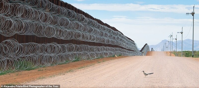 Калифорнийская земляная кукушка у стены на границе США и Мексики. Фотограф - Alejandro Prieto