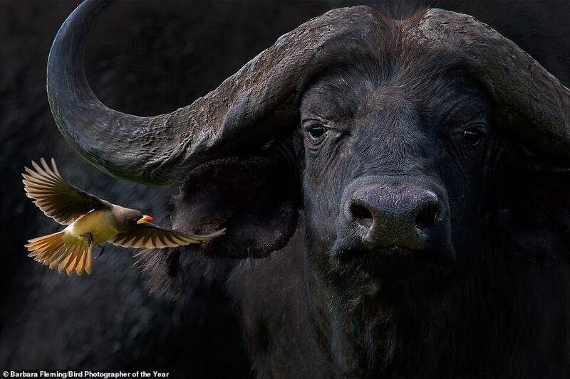 Желтоклювый буйволовый скворец "шепчет" что-то в ухо быка, Танзания. Фотограф - Barbara Fleming
