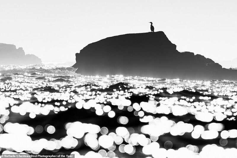 Хохлатый баклан у берегов региона Бретань, Франция. Фотограф Nathalie Chanteau