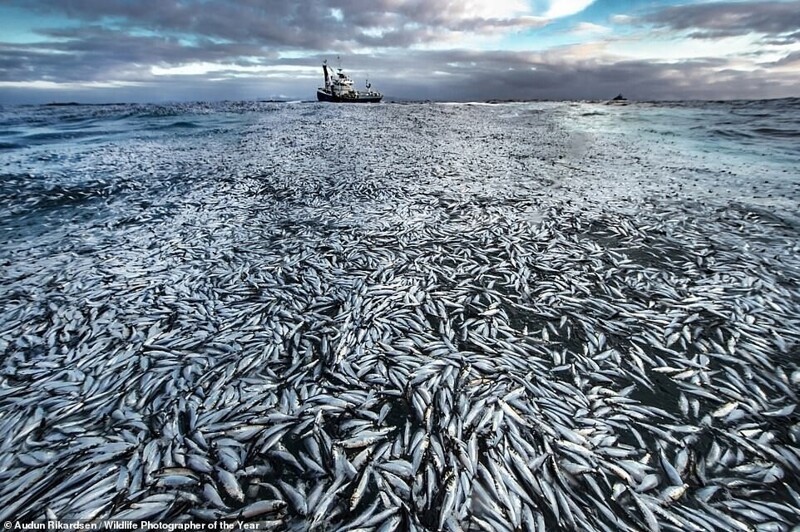 Поверхность моря у побережья Норвегии, покрытая тушами сельди из-за поломки рыболовного корабля. Фотограф Audun Rikardsen