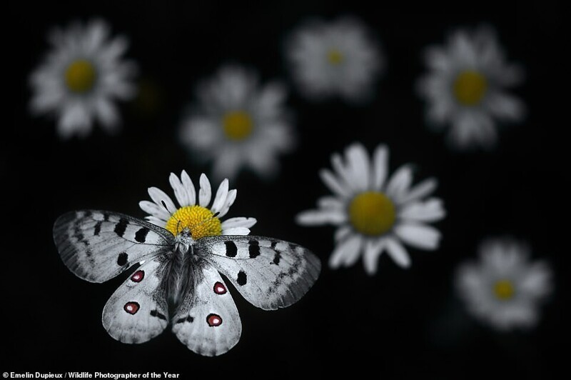 Бабочка Аполлон на ромашке. Фотограф Emelin Dupieux, Франция