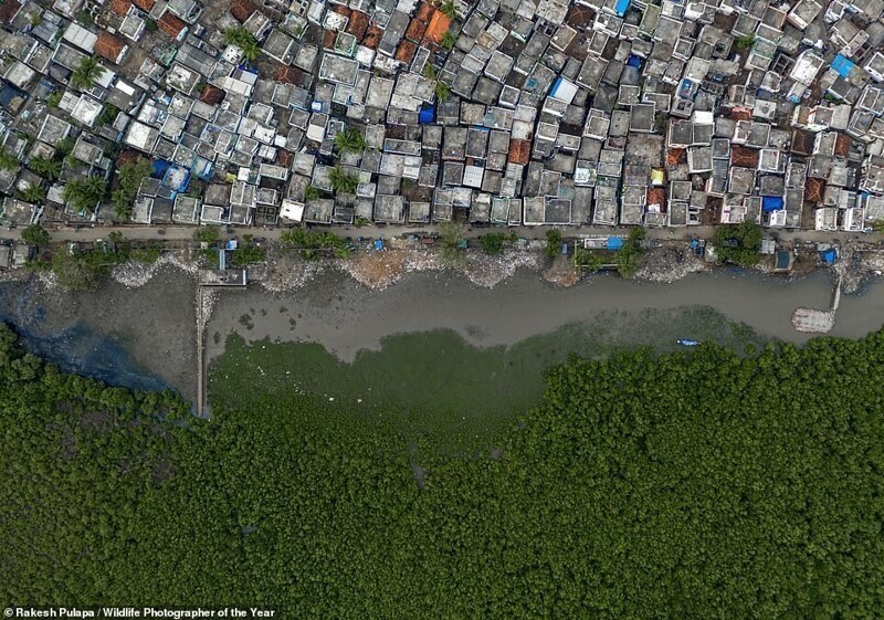 Снимок сделан на окраине города Какинада в Индии, где мангровые болота поглотили территорию. Фотограф Rakesh Pulapa