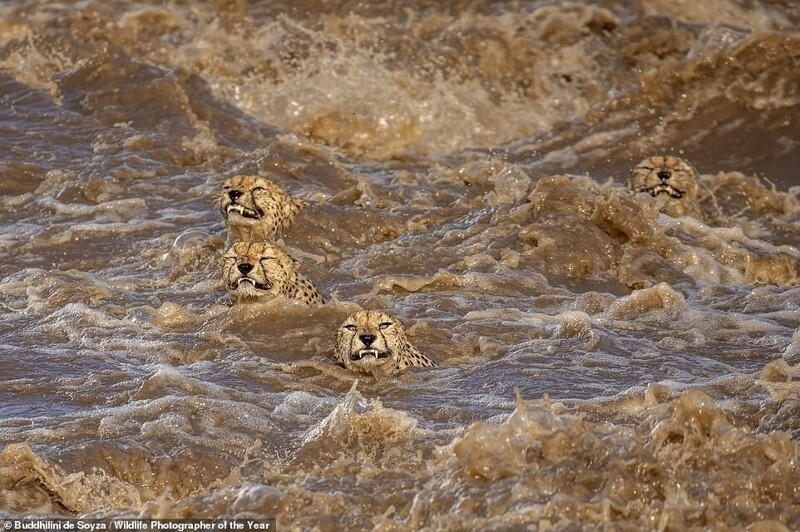Группа гепардов в потоках реки в Кении. Фотограф - Buddhilini de Soyza