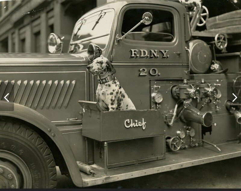 В пожарных машинах конца 30-х было особое место для служебных собак.