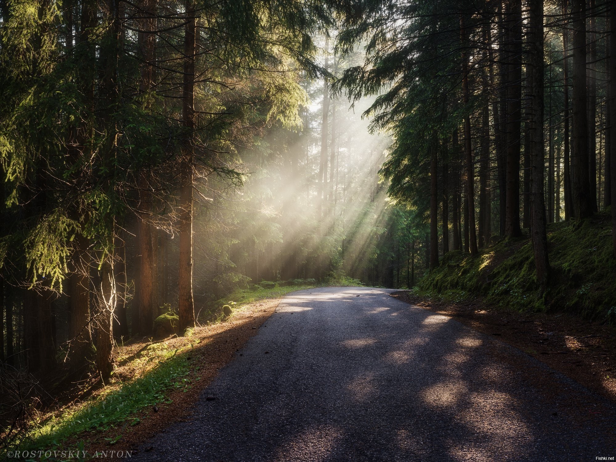 Дорога в красивом лесу