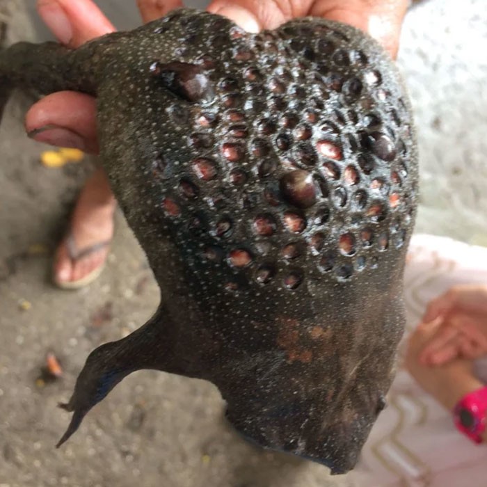 21. Суринамская пипа - жаба, которая носит икринки в "кармашках" на спине